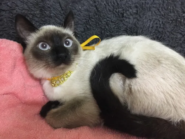 Gato ra a Sialata idade 7 a 11 meses nome DOCE