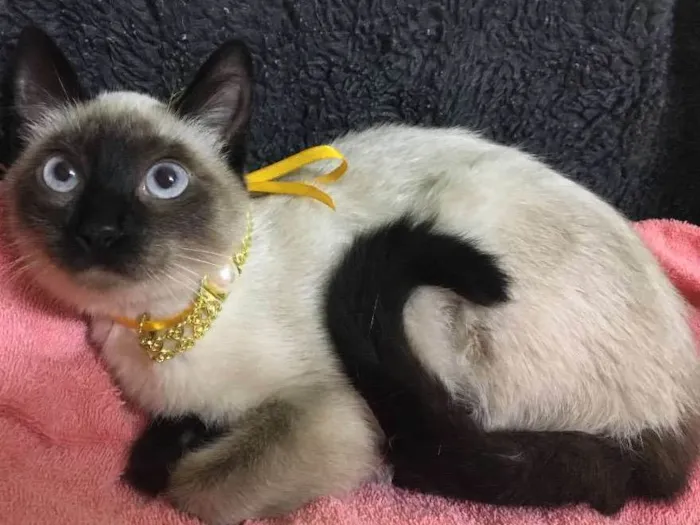 Gato ra a Sialata idade 7 a 11 meses nome DOCE