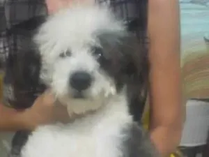 Cachorro raça Chip dog idade 1 ano nome Piter