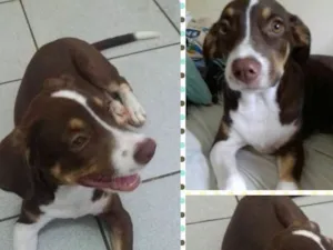 Cachorro raça SRD idade 2 a 6 meses nome Rebeca 