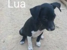 Cachorro raça Vira latas idade 2 a 6 meses nome Lua, Beijamin, Sol,D