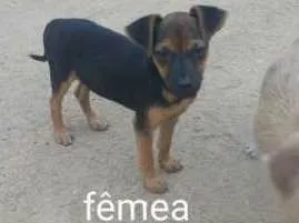 Cachorro ra a Vira latas idade 2 a 6 meses nome Lua, Beijamin, Sol,D
