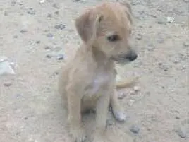 Cachorro ra a Vira latas idade 2 a 6 meses nome Lua, Beijamin, Sol,D