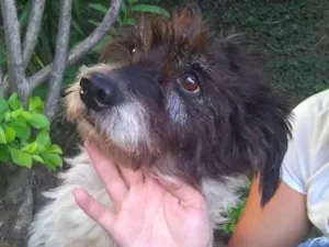 Cachorro raça Desconheço idade  nome Menina