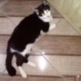 Sammy