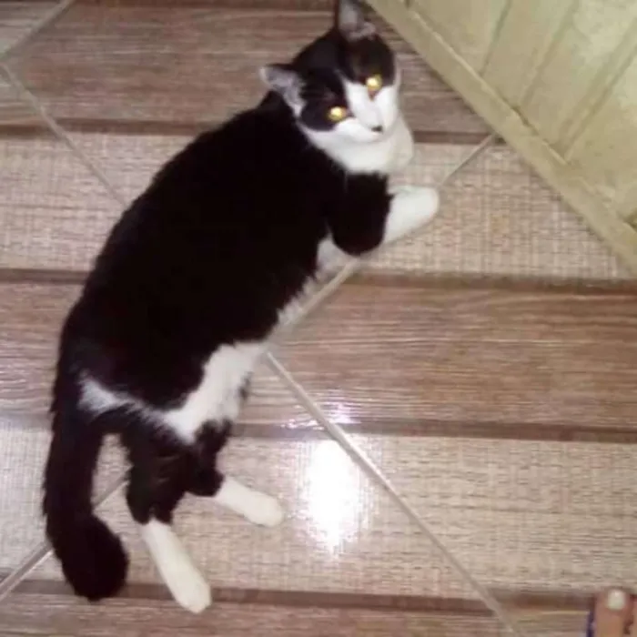 Gato ra a  idade 1 ano nome Sammy