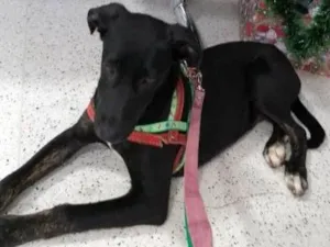 Cachorro raça srd idade  nome Preto