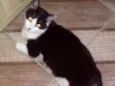 Sammy