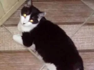 Gato raça  idade 1 ano nome Sammy