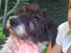 Cachorro raça Desconheço idade  nome Menina