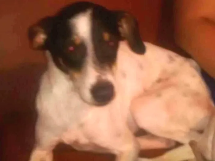 Cachorro ra a srd idade 1 ano nome SNOOP