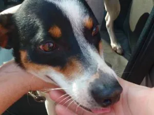Cachorro raça srd idade 1 ano nome SNOOP