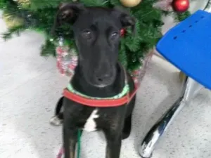 Cachorro raça mix idade  nome Velentim