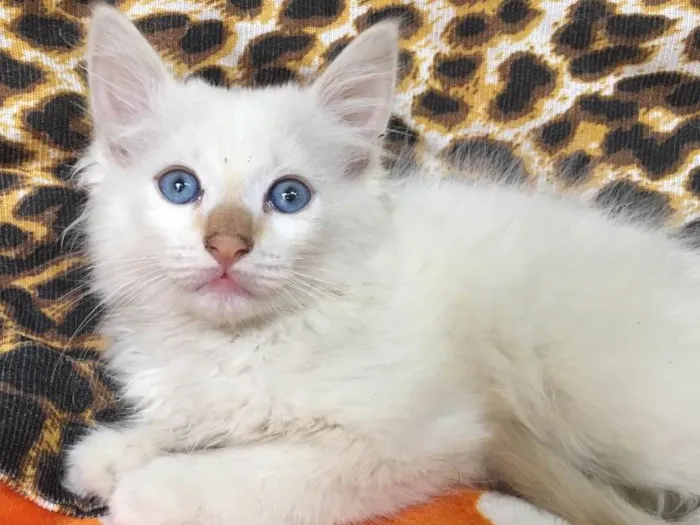 Gato ra a SRD idade 2 a 6 meses nome BLUE