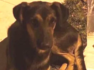 Cachorro raça Vira lata idade 5 anos nome Negão