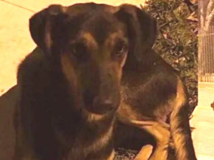 Cachorro ra a Vira lata idade 5 anos nome Negão