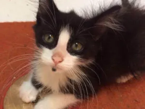 Gato raça srd idade Abaixo de 2 meses nome Lya