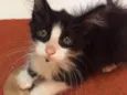Lya