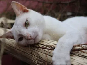 Gato raça srd idade 7 a 11 meses nome Snow