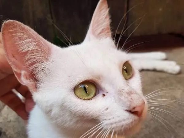 Gato ra a SRD idade 2 a 6 meses nome Marie