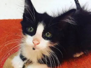 Gato raça SRD idade Abaixo de 2 meses nome Filhotes