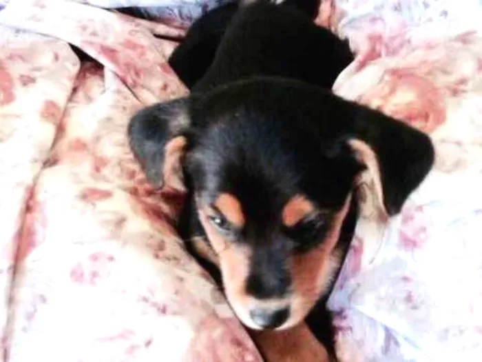 Cachorro ra a SRD idade 2 a 6 meses nome Vicky