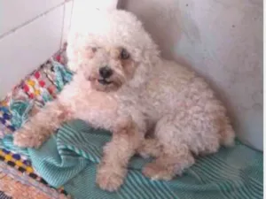 Cachorro raça Poodle  idade  nome Sem nome