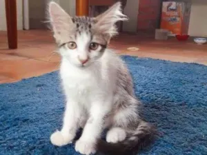 Gato raça indefinida idade 2 a 6 meses nome filhotes