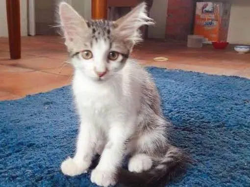 Gato ra a indefinida idade 2 a 6 meses nome filhotes