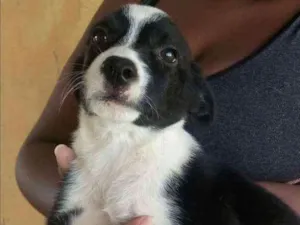 Cachorro raça Viralata idade 2 a 6 meses nome Sem nome