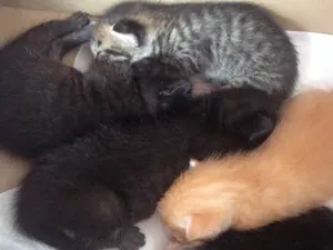 Gato raça  idade Abaixo de 2 meses nome Filhotes