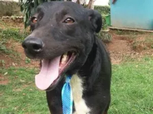 Cachorro raça srd idade 2 anos nome Bob