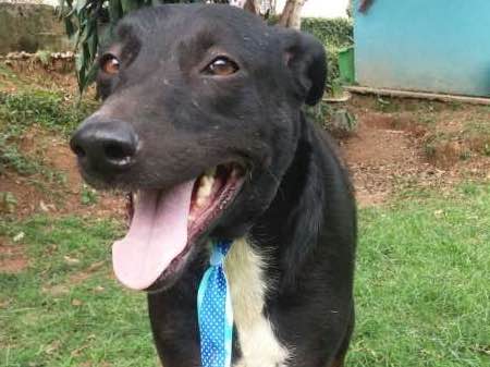 Cachorro raça srd idade 2 anos nome Bob