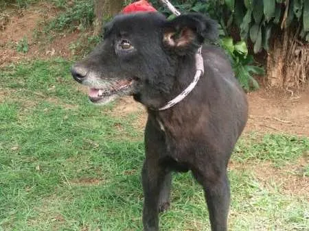 Cachorro ra a SRD idade 6 ou mais anos nome Fran