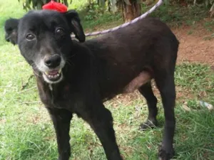 Cachorro raça SRD idade 6 ou mais anos nome Fran