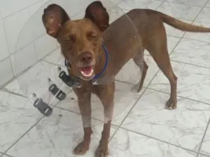 Cachorro raça SRD idade 7 a 11 meses nome Katoosh