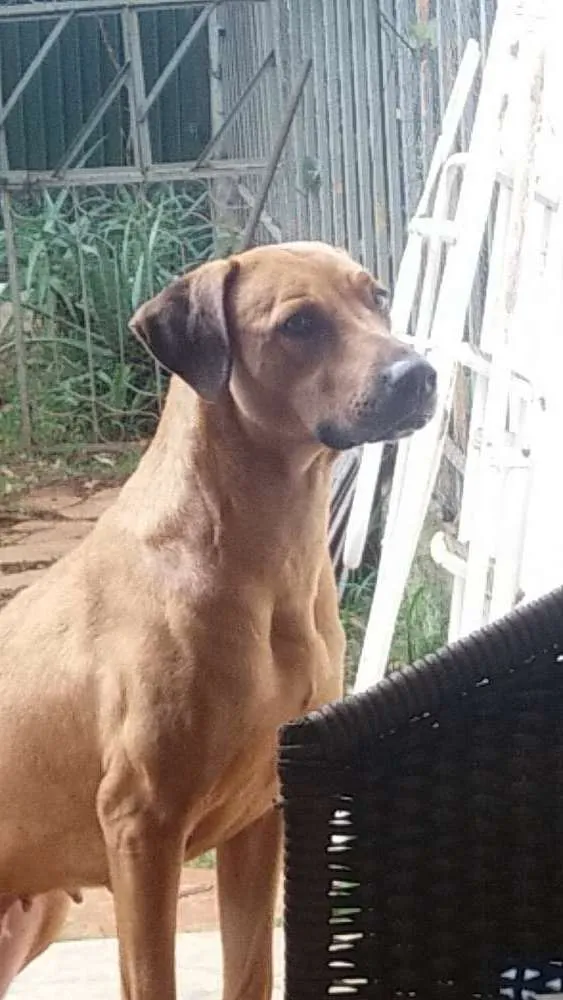 Cachorro ra a Leão da Rodésia idade 2 anos nome Nina