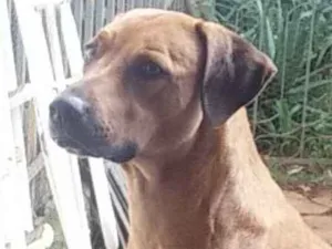 Cachorro raça Leão da Rodésia idade 2 anos nome Nina