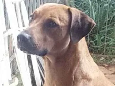 Cachorro ra a Leão da Rodésia idade 2 anos nome Nina