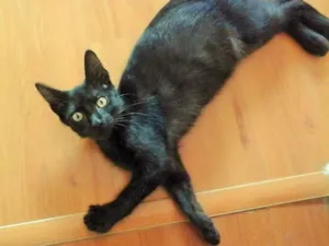 Gato raça Sem raça definida idade 2 a 6 meses nome Floyd