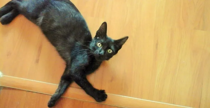 Gato ra a Sem raça definida idade 2 a 6 meses nome Floyd