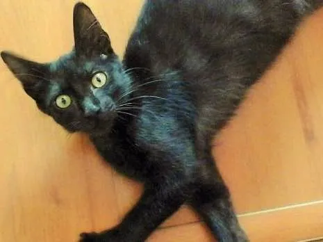 Gato ra a Sem raça definida idade 2 a 6 meses nome Floyd