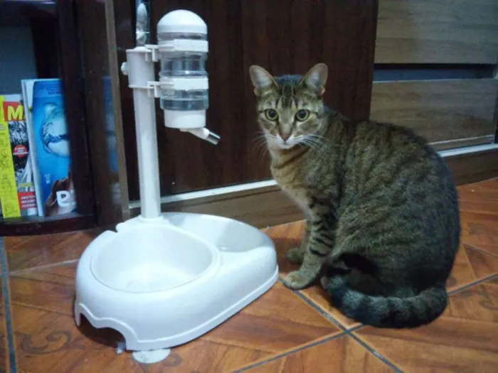 Gato ra a Sem raça idade 6 ou mais anos nome Cindy