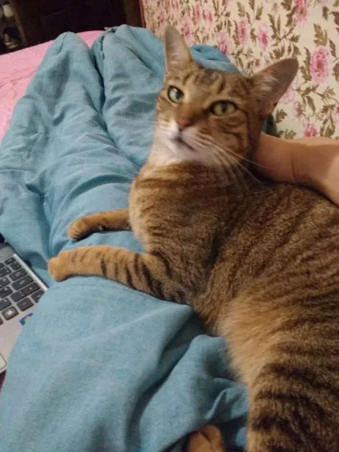 Gato ra a Sem raça idade 6 ou mais anos nome Cindy