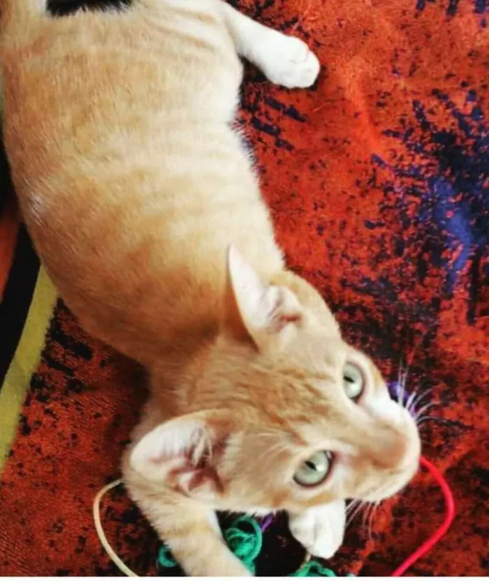 Gato ra a Srd idade 2 a 6 meses nome Pipoca