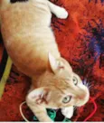 Pipoca