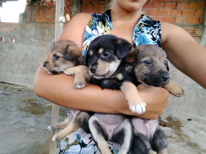 Cachorro ra a Mestiço idade Abaixo de 2 meses nome Estão sem nome 