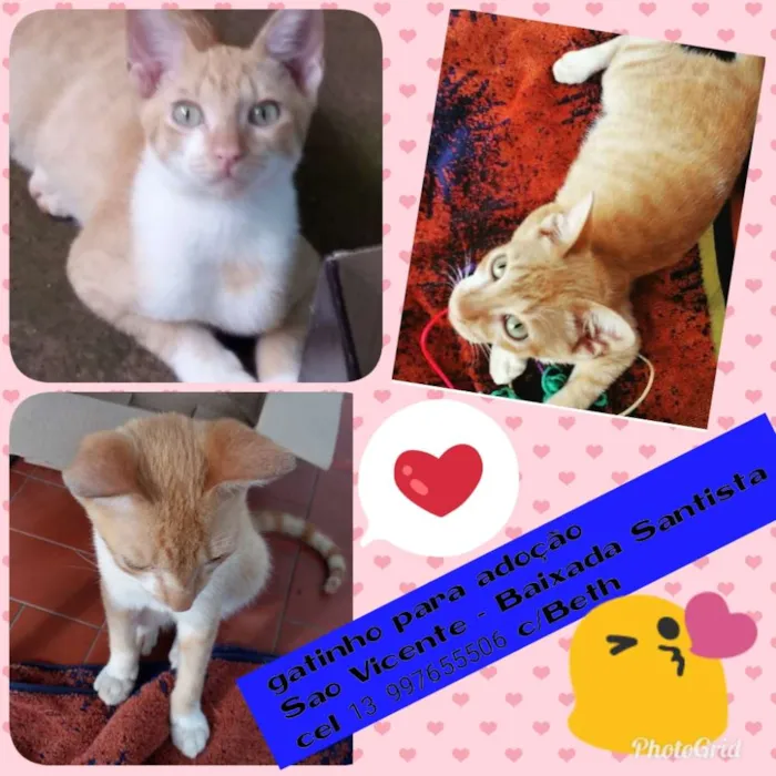 Gato ra a Srd idade 2 a 6 meses nome Pipoca