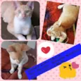 Pipoca