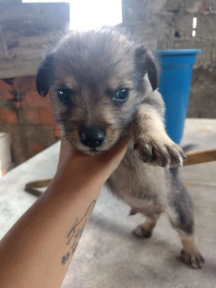 Cachorro ra a Mestiço idade Abaixo de 2 meses nome Estão sem nome 